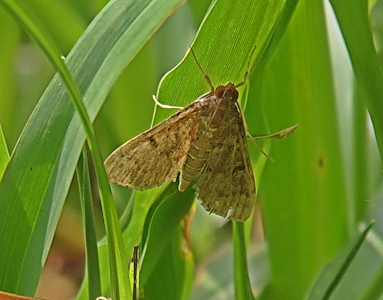 [This tiny moth has its legs holding the outer edges of the thin vegetation leaf as it faces upward. The moth has a light brown body and brown wings with some dark brown sections and spots. The outer shape of the wings is triangular. This moth has two large brown eyes at the top point of the triangle.]